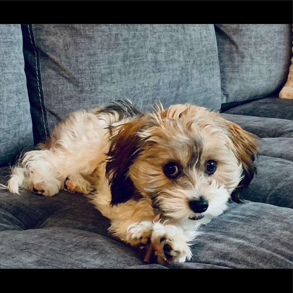 Meet your Posher, Beau Z